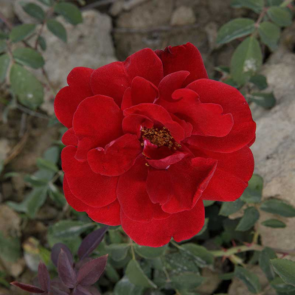 Роза плетистая Сантана Садовита