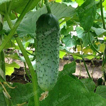 Огурец Мареса (Нидерланды) Каприс