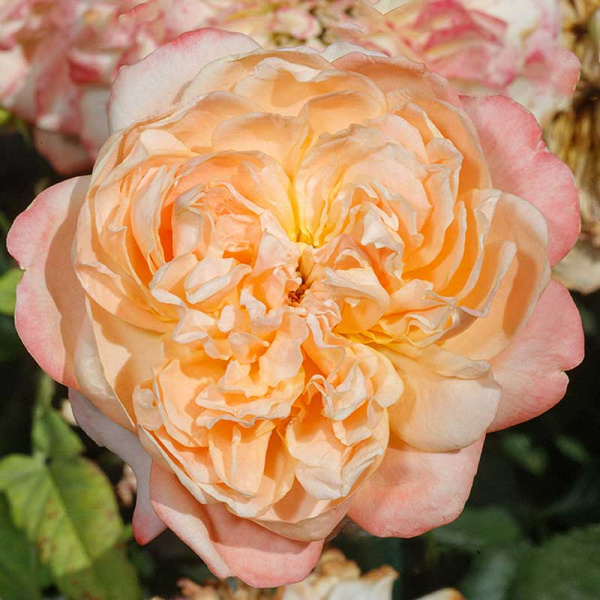 Роза шраб Эдит (английская) Садовита