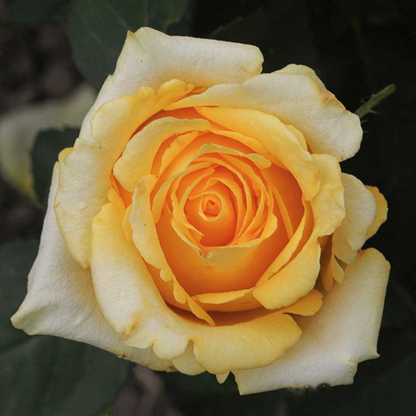 Роза чайно-гибридная Йеллоу Мэджик Садовита