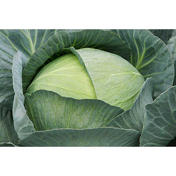 Капуста Профессор 2500шт Сингента