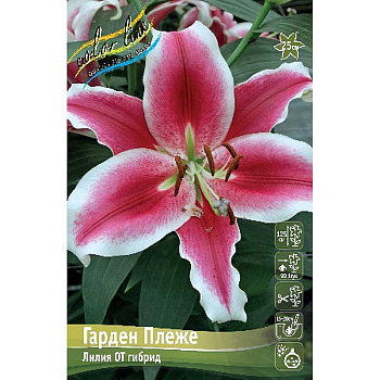 Лилия Гарден Плеже 12/14 25 шт Биг-пак 10504