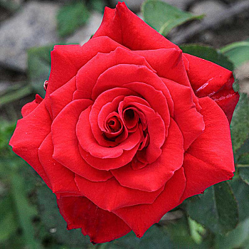 Роза чайно-гибридная Рэд Берлин Садовита