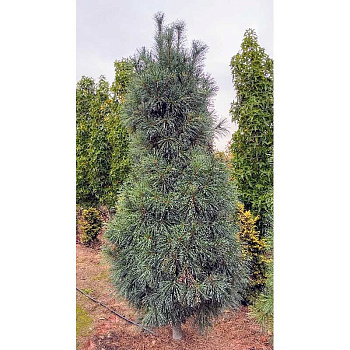 2225 Сосна Веймутовая Фастигиата C10 70-80cm ,шт