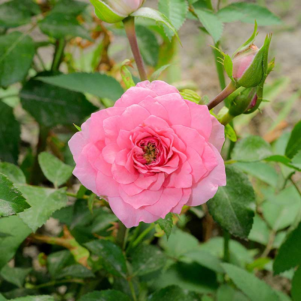 Роза Спрей Фрейлен Дэнс Садовита