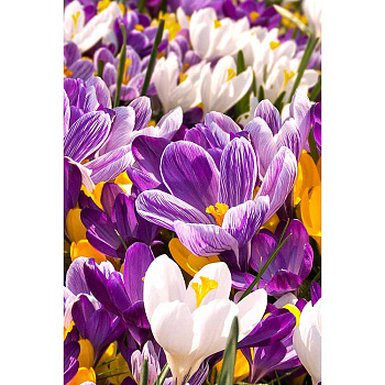 Крокус Смесь 5/7 10 шт Садовита 