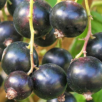 Смородина черная Севчанка Садовита