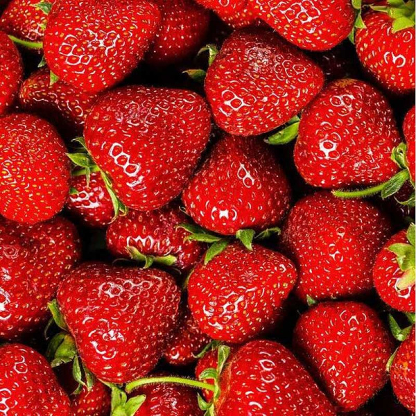 Земляника садовая ремонтантная Сладкоежка (цена за 40 шт) ОСП