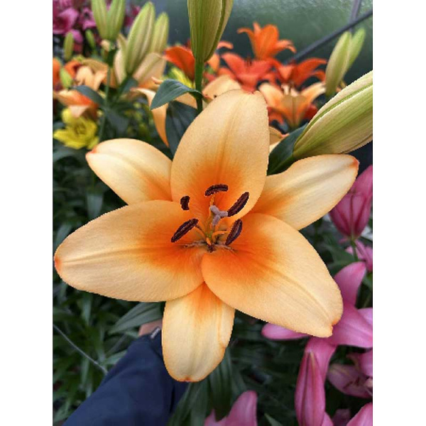 5691 Биг-Пак Лилия Напстер 12/14 25 шт 