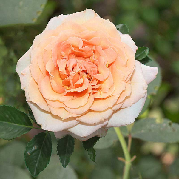 Роза плетистая Барок Садовита