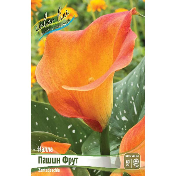 Калла Пашшн Фрут 12/14 2 шт 