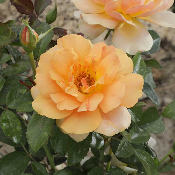 Роза Канадская (шраб) Амбер Сан Садовита