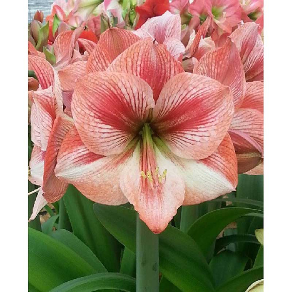 Амариллис Прованс 24/26 1 шт 