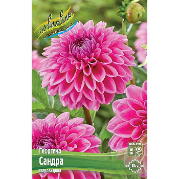 Георгина Сандра I 1 шт