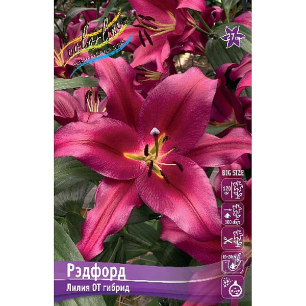 Лилия Рэфорд 14/16 5 шт 