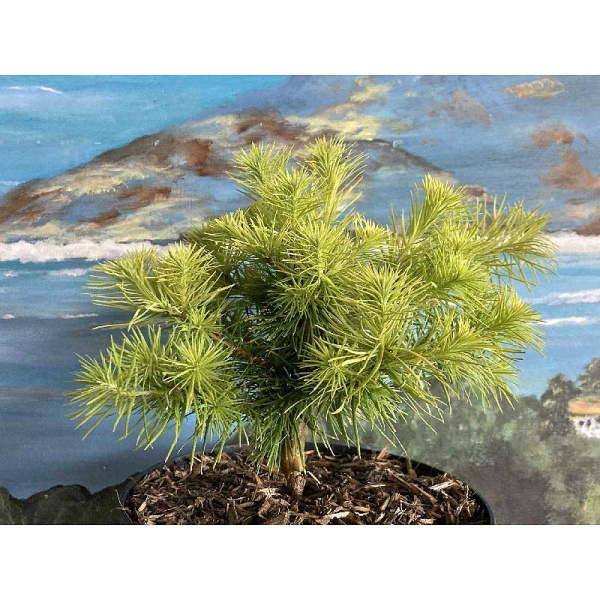 15909 Лиственница Кемпфера Гоудлокье C5 штамб 75cm ,шт