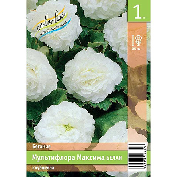Бегония Мультифлора Максима Белая 4/5 1 Эконом шт 