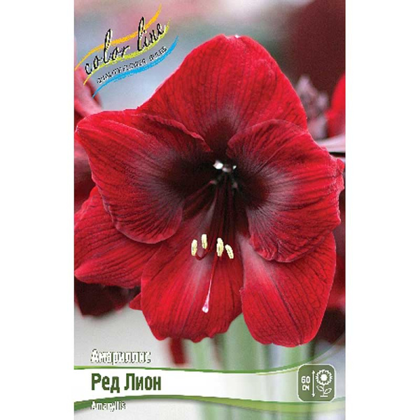 Амариллис Ред Лион 22/24 8 шт Шоу-Бокс 9629