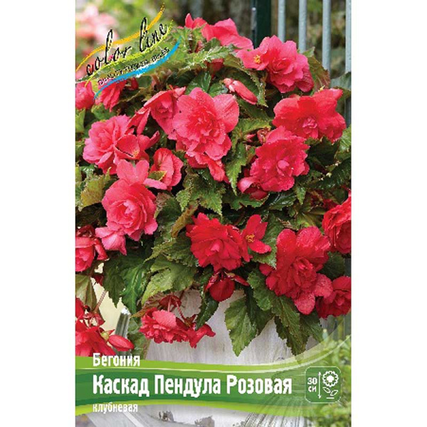 Бегония Каскад Пендула Розовая 5/6 3 шт 