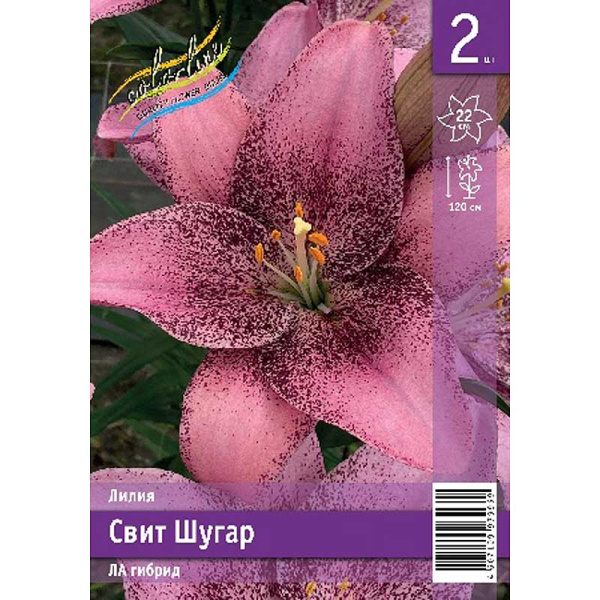 Лилия Свит Шугар 12/14 2 Эконом шт 