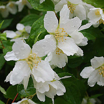 Чубушник Мон Блан Р9 ,шт Садовита