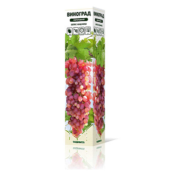 Виноград Велес кишмиш сверхранний Садовита