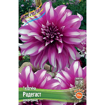 Георгина Радегаст I 15 шт Шоу-Бокс 9553