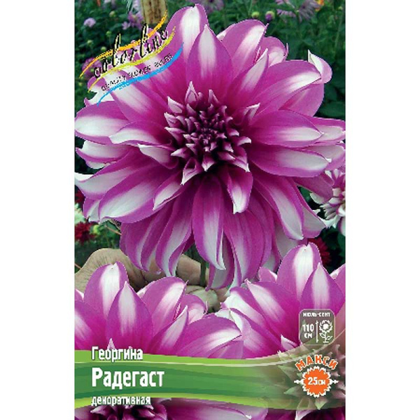 Георгина Радегаст I 15 шт Шоу-Бокс 9553