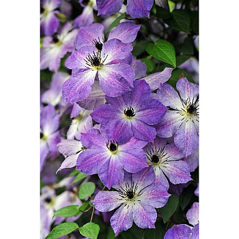 969 Биг-Пак Клематис Клаудбёрст I 25 шт