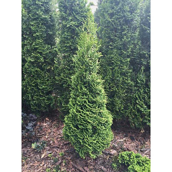 Туя Западная Харрикейн P9 25-30 шт