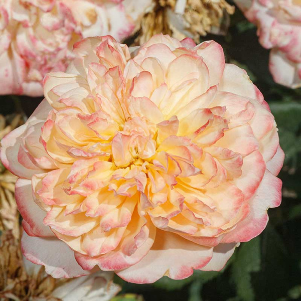 Роза шраб Эдит (английская) Садовита