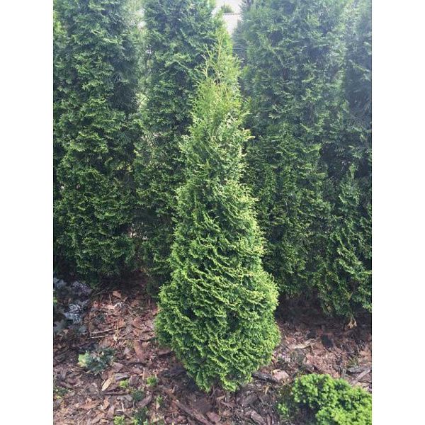 Туя Западная Харрикейн P9 25-30 шт