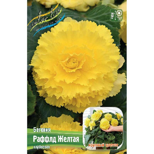 Бегония Раффлд Желтая 4/+ 2 шт