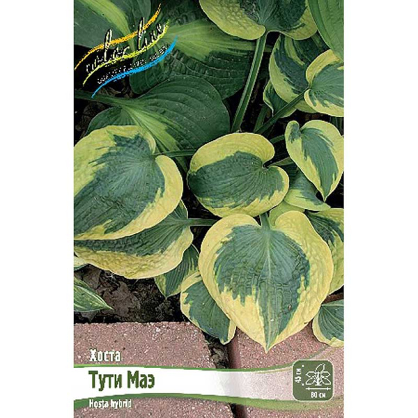 Хоста Тути Маэ 1 n 1 шт