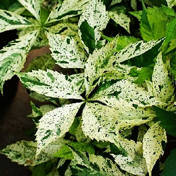 Девичий Виноград Стар Шауэрс P9 шт