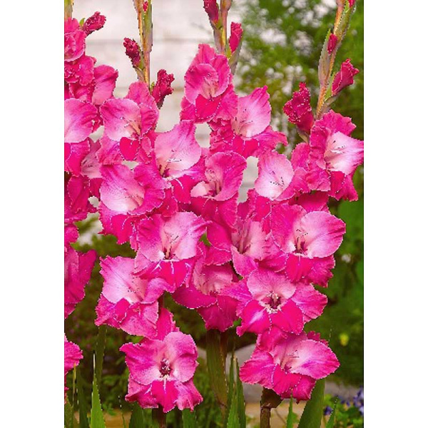 Гладиолус Фэйртейл Пинк 10/12 3 Эконом шт 