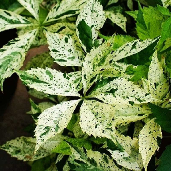 Девичий Виноград Стар Шауэрс P9 шт