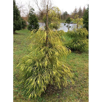 15852 Кипарисовик Лавсона Филипс Голден Спринклер C5 60-80см ,шт