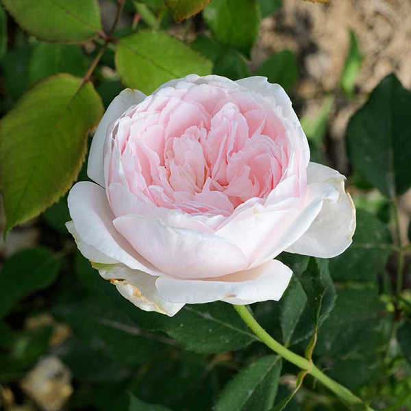 Роза плетистая Клэр Роуз Садовита