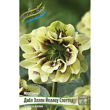 13470 Биг-Пак Морозник Дабл Эллен Йеллоу Споттед I 25 шт 