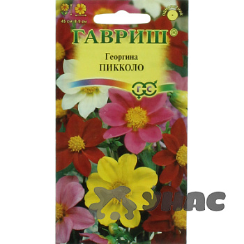 Георгин Пикколо смесь Гавриш Ц 