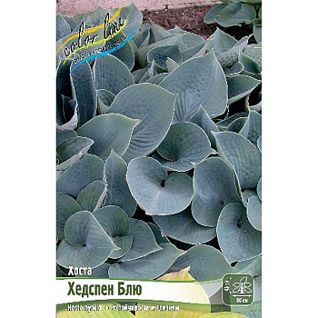 Хоста Хедспен Блю 1 n 1 шт