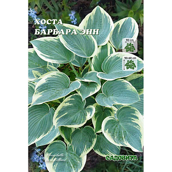 Хоста Барбара Энн 1 n 1 шт Садовита