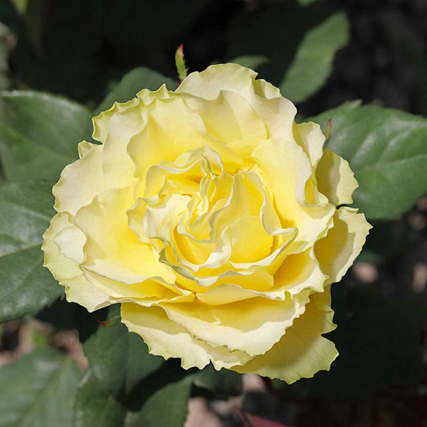 Роза чайно-гибридная Лимбо Садовита