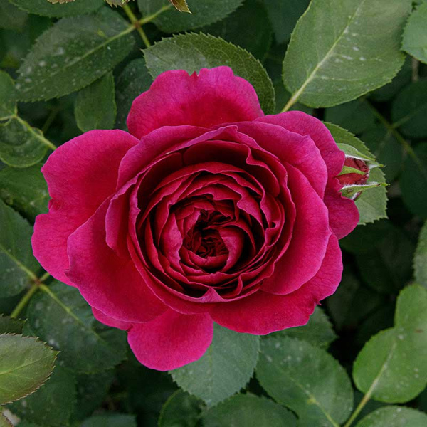 Роза шраб Фальстаф (английская) Садовита