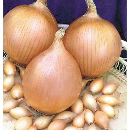 Лук-севок СТУРОН 10-21 25кг +/-5% (цена за мешок) 