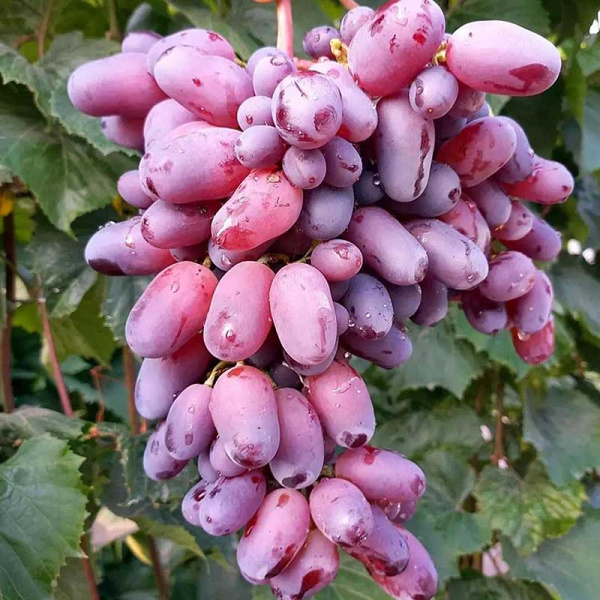 Виноград Байконур ранний Садовита