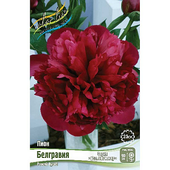 Пион Белгравия 2/3 n 1 шт