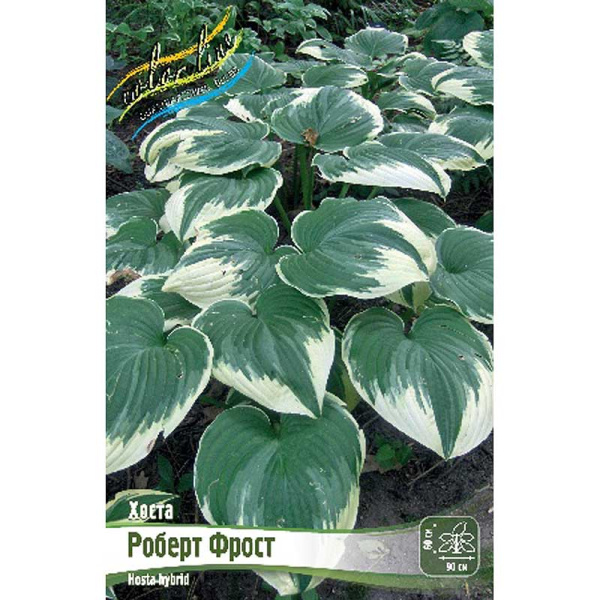 Хоста Роберт Фрост 1 n 1 шт