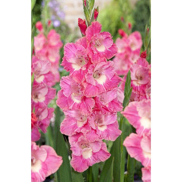 Гладиолус Пинк Пэррот 10/12 3 Эконом шт 